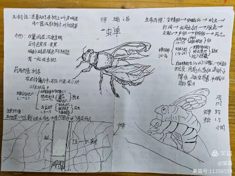 图说《蝉》(2023级18班课文图解41)